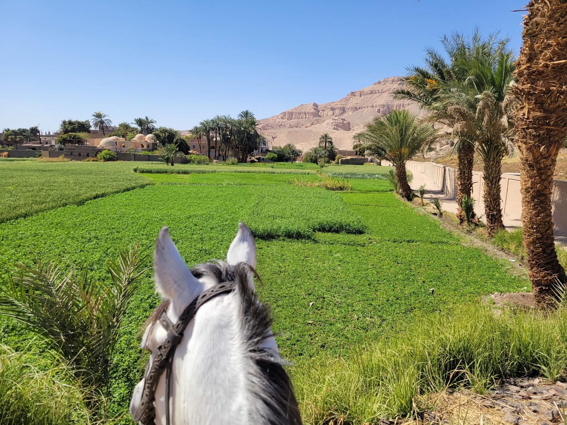 horse-riding-field-mountain-view-luxor-west-bank-egypt