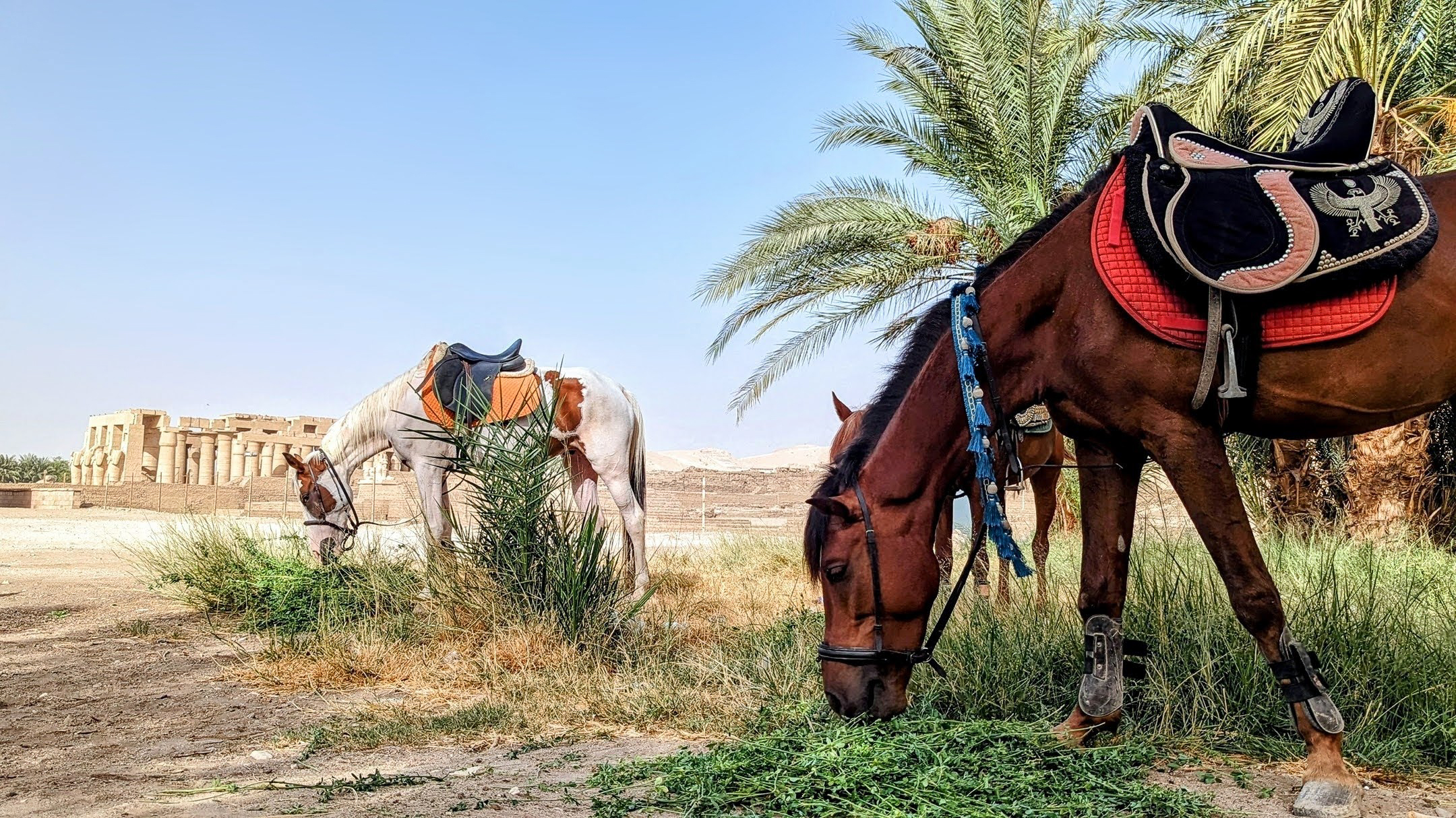 horses-ramesseum-temple-luxor-west-bank-egypt-riding-holiday