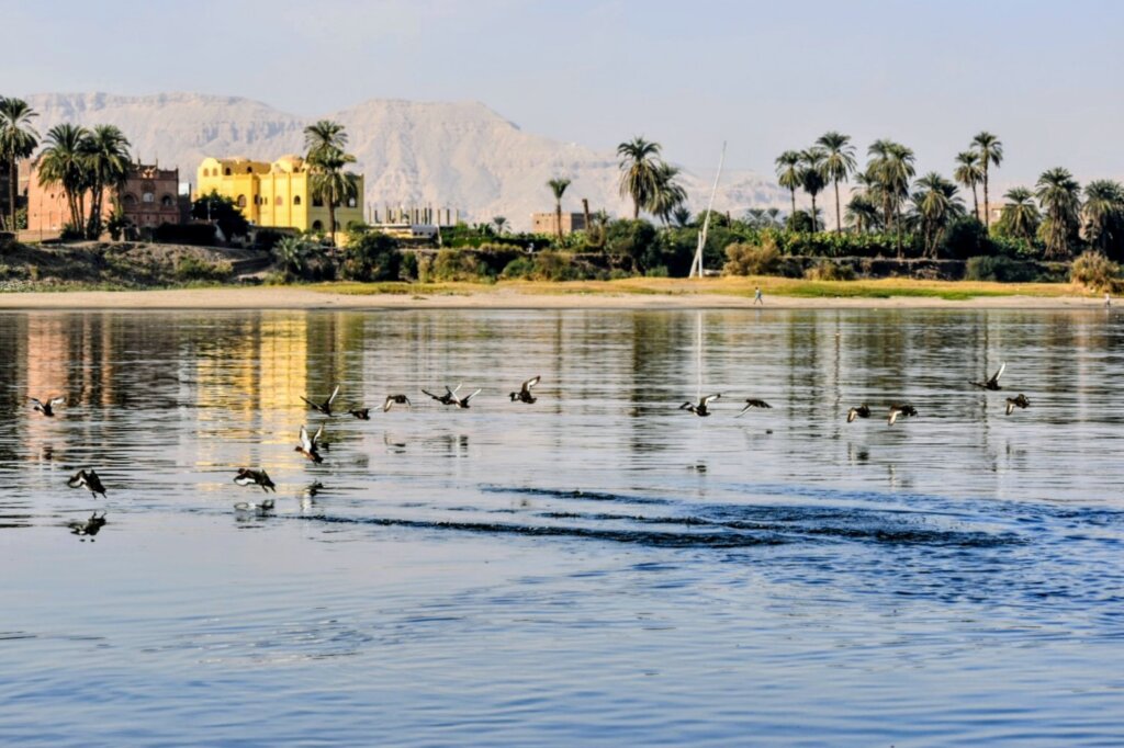 Nile_River_Mount_Thebes_Birds_Luxor_Egypt