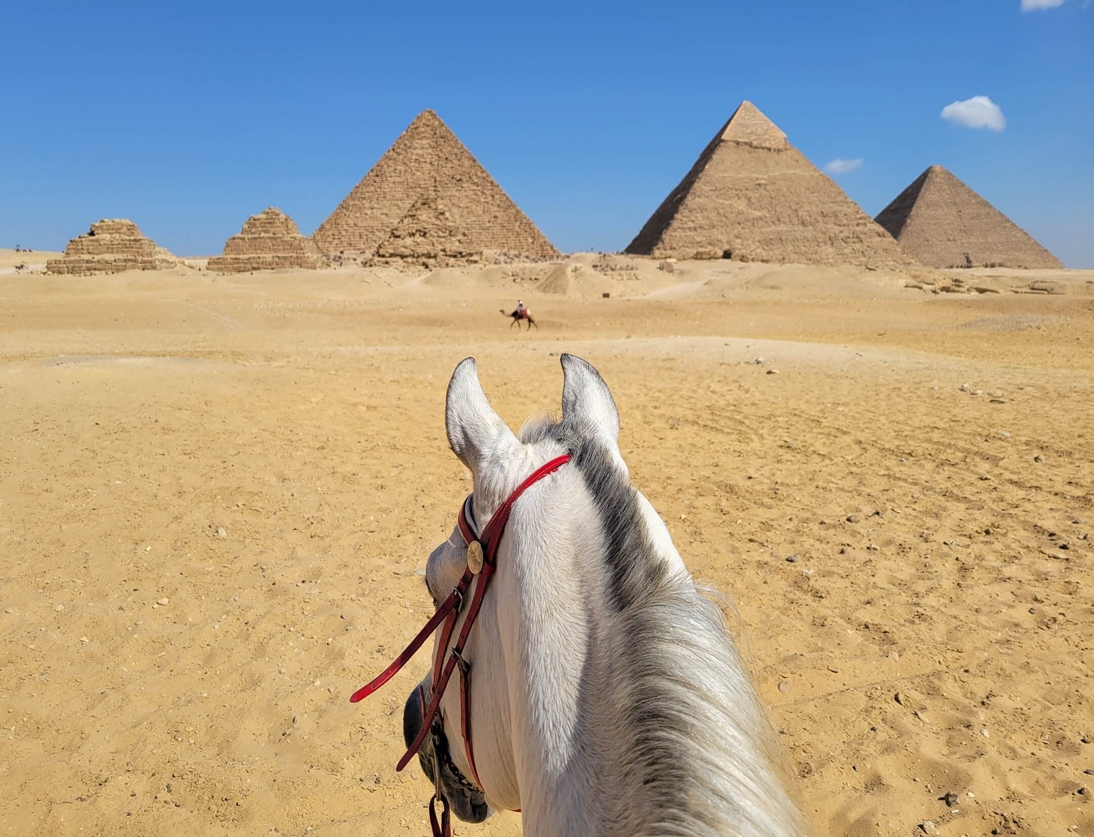 Horse Riding Tours in Egypt - Horses & Hieroglyphs