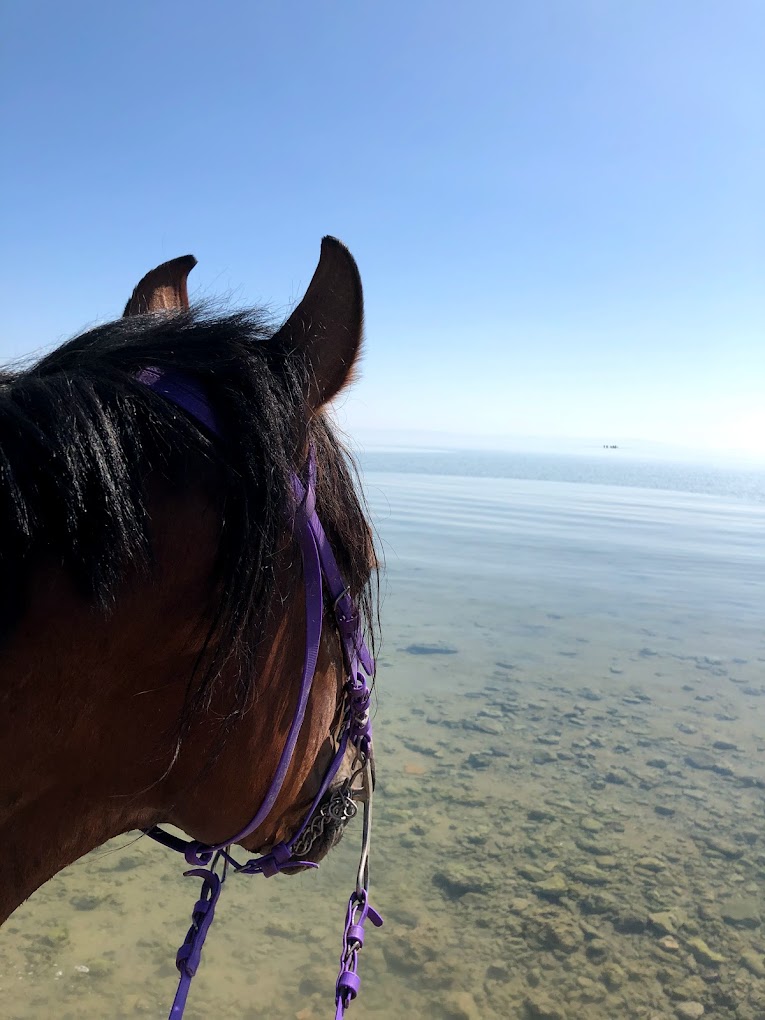 overlooking-red-sea-horse-riding-holiday-hurghada-egypt