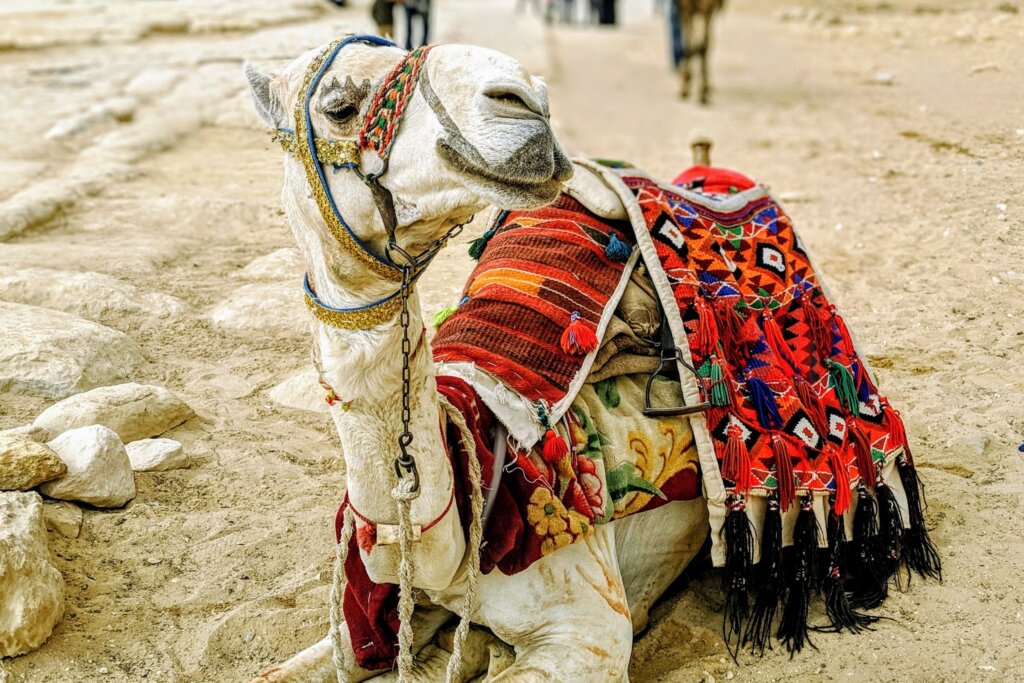 Camel_Portrait_Pyramids_Giza_Egypt